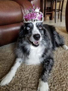 Australian Shephard dog wearing a birthday crown